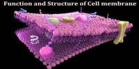 Function and Structure of Cell membrane