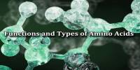 Functions And Types Of Amino Acids