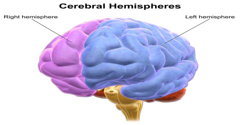 Introduction of Cerebral Hemispheres