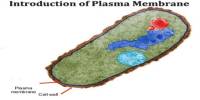 Introduction of Plasma Membrane