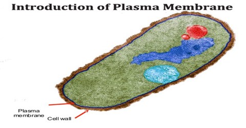 Introduction of Plasma Membrane