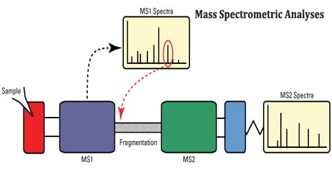 Mass Spectrometric Analyses