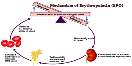 Erythropoietin And Transferrin Metabolism In Nephrotic Syndrome PCWH