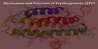 Mechanism and Function of Erythropoietin (EPO)
