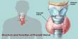 Structure and Function of Thyroid Gland