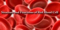 Structure and Functions of Red Blood Cell