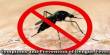 Symptoms and Prevention of Dengue Fever