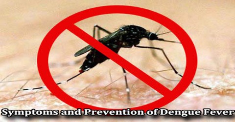 Symptoms and Prevention of Dengue Fever