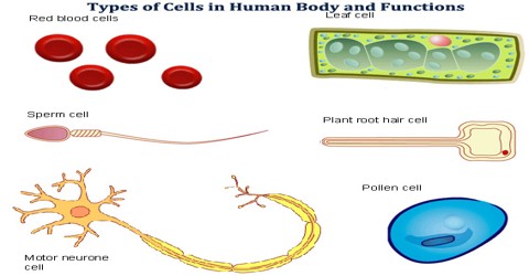 Types of Cells in Human Body and Functions