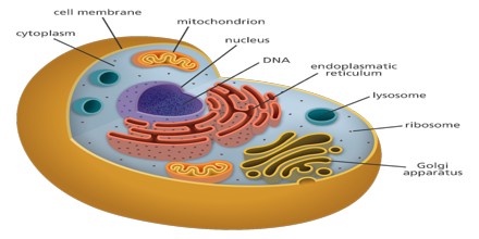 cell structure assignment