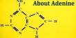 About Adenine