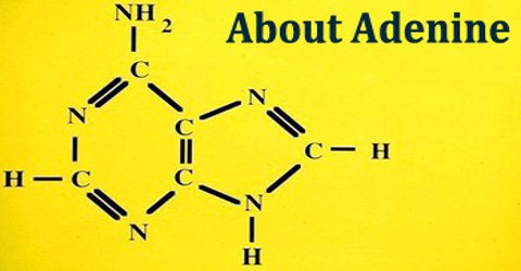 About Adenine