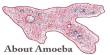 About Amoeba