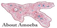 About Amoeba
