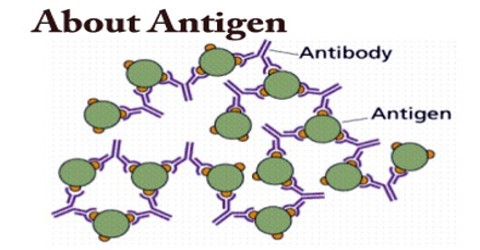 About Antigen