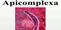 About Apicomplexa