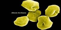 About Archaea