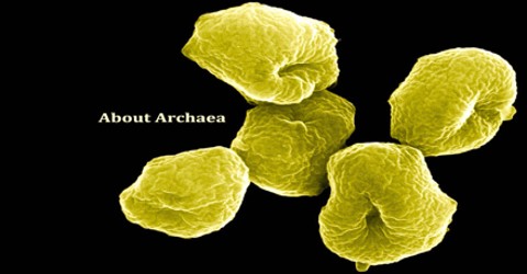 About Archaea