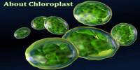 About Chloroplast