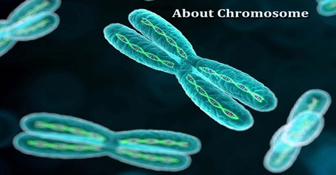 About Chromosome
