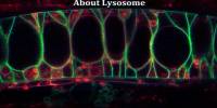 About Lysosome