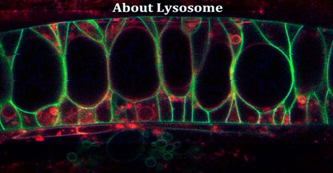 About Lysosome