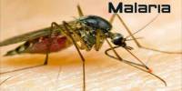About Malaria