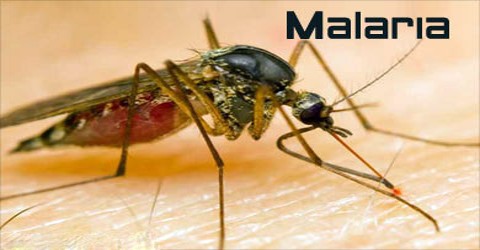 About Malaria
