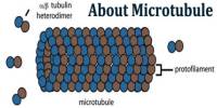 About Microtubule