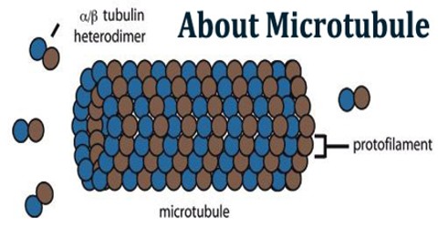About Microtubule