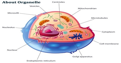 About Organelle