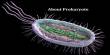 About Prokaryote