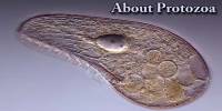 About Protozoa