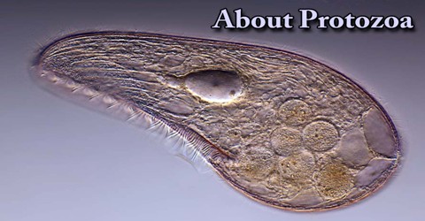 About Protozoa