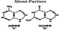 About Purines