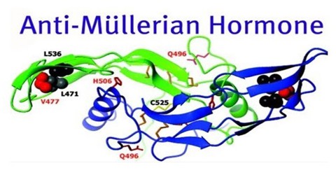 Anti-Müllerian Hormone