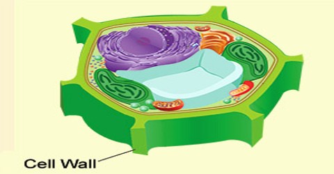 download cell wall