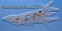 Classification of Amoeba