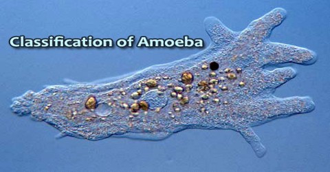 Classification of Amoeba