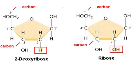 Difference between Deoxyribose and Ribose - Assignment Point