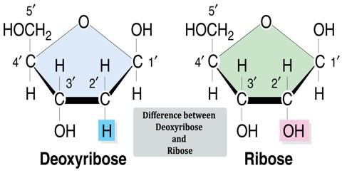 Difference between Deoxyribose and Ribose