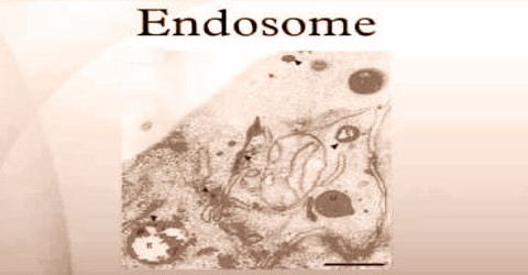 Endosome