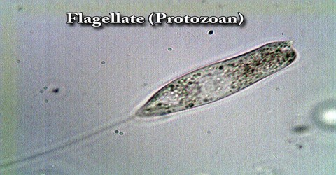 Flagellate (Protozoan)