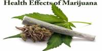 Health Effects of Marijuana