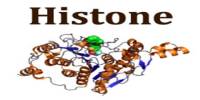 Histone