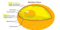 Nuclear Pore