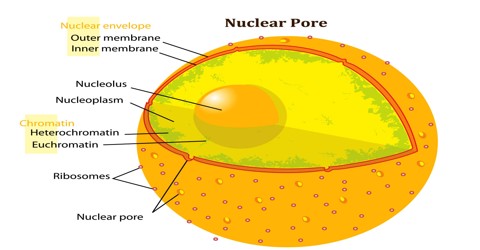 Nuclear Pore