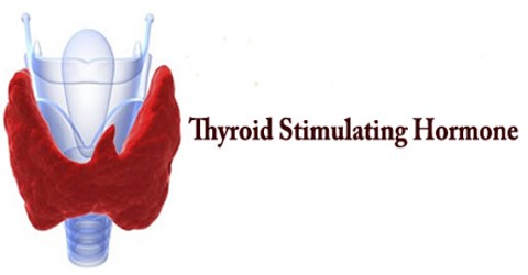 TSH: Thyroid Stimulating Hormone