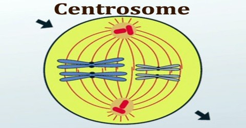 Centrosome