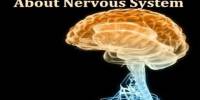 About Nervous System
